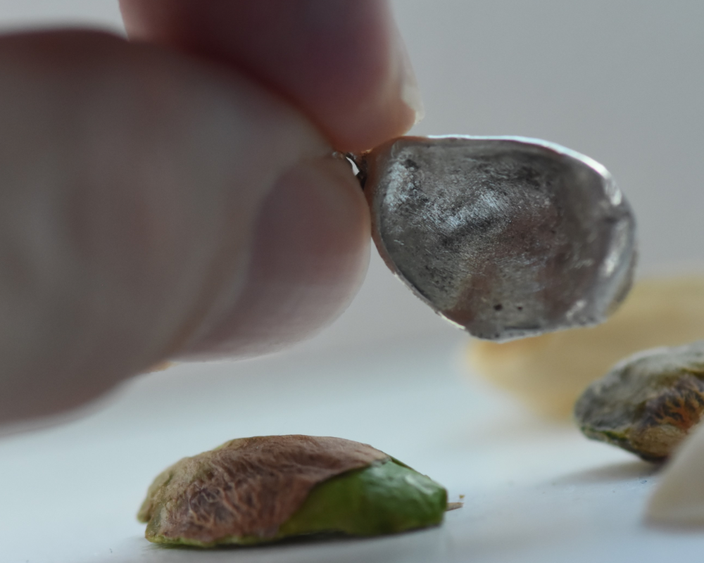 One of One—A Pistachio Shell in Paris Charm